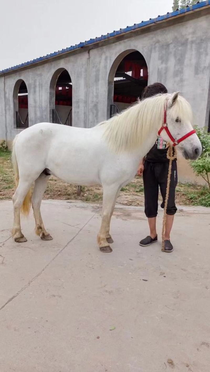 马匹出售景区骑乘马可以骑的马景区拉车马蒙古马孩子骑的小矮