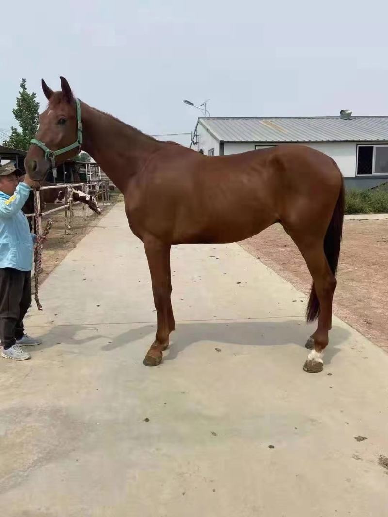 马匹出售景区骑乘马可以骑的马景区拉车马蒙古马孩子骑的小矮