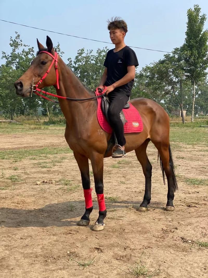 马匹出售景区骑乘马可以骑的马景区拉车马蒙古马孩子骑的小矮