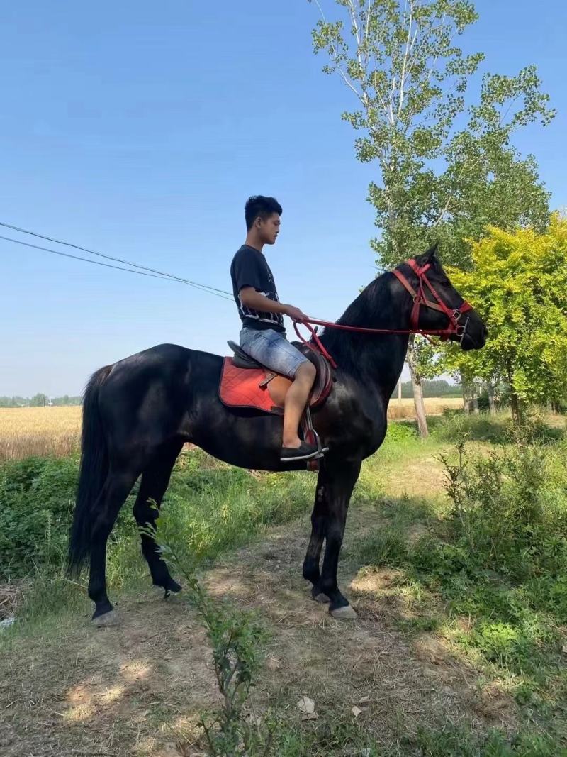 马匹出售景区骑乘马可以骑的马景区拉车马蒙古马孩子骑的小矮