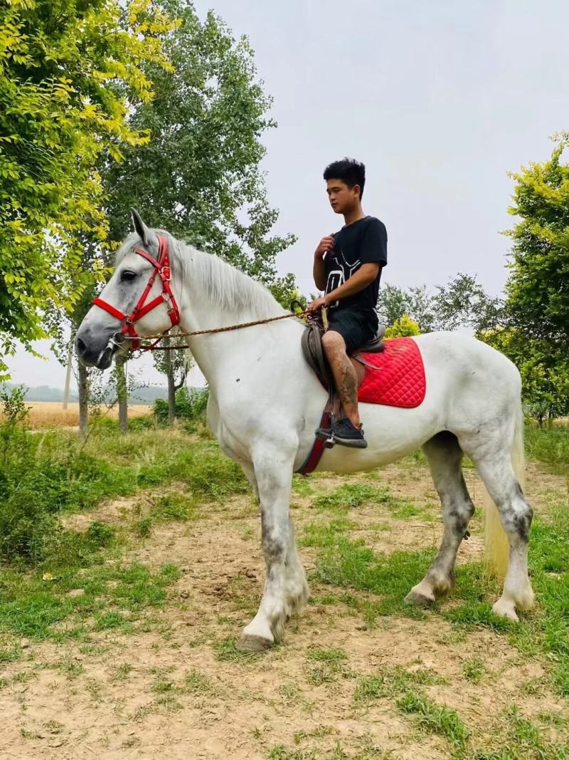 马匹出售景区骑乘马可以骑的马景区拉车马蒙古马孩子骑的小矮