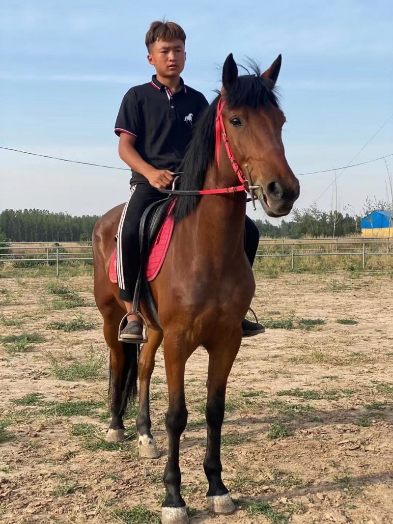 马匹出售景区骑乘马可以骑的马景区拉车马蒙古马孩子骑的小矮