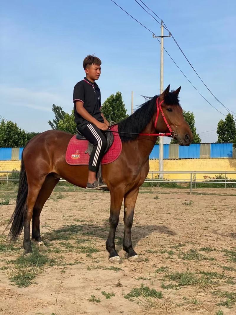 马匹出售景区骑乘马可以骑的马景区拉车马蒙古马孩子骑的小矮