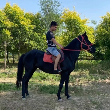 马匹出售景区骑乘马可以骑的马景区拉车马蒙古马孩子骑的小矮