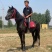 马匹出售景区骑乘马可以骑的马景区拉车马蒙古马孩子骑的小矮