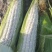 鲜玉米.白糯玉米大量上市啦！种植面积大、上货快、质量好…