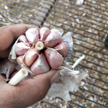 河北大名优质蒜种於地红皮蒜种，抗重茬，抗病害，万亩基地直供