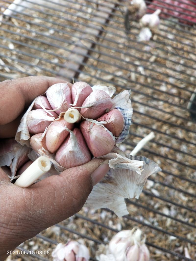 河北大名优质蒜种於地红皮蒜种，抗重茬，抗病害，万亩基地直供