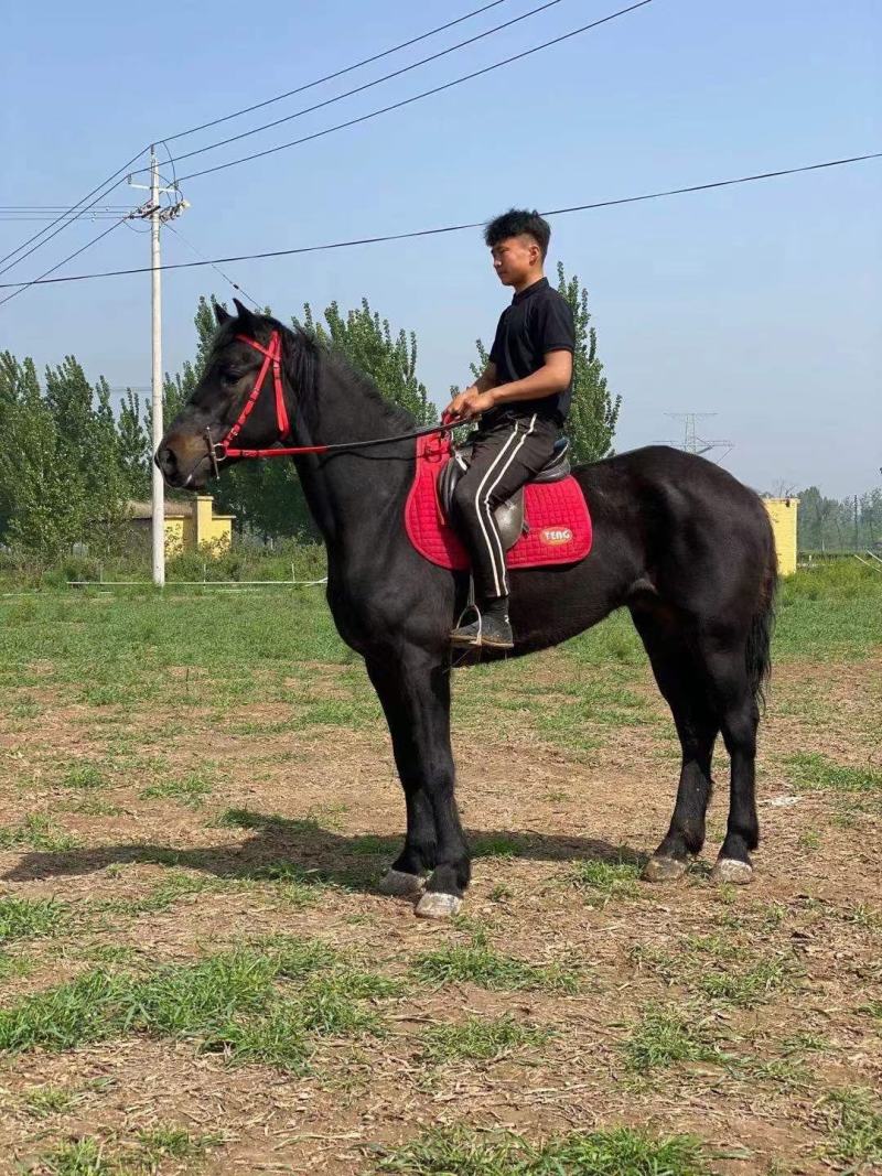 骑乘马出售儿童骑乘马景区骑乘马拉车马老实温顺的马驯好的马