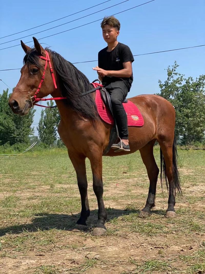 骑乘马出售儿童骑乘马景区骑乘马拉车马老实温顺的马驯好的马