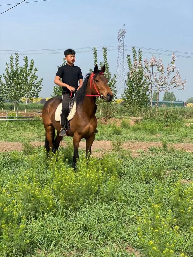 骑乘马出售儿童骑乘马景区骑乘马拉车马老实温顺的马驯好的马