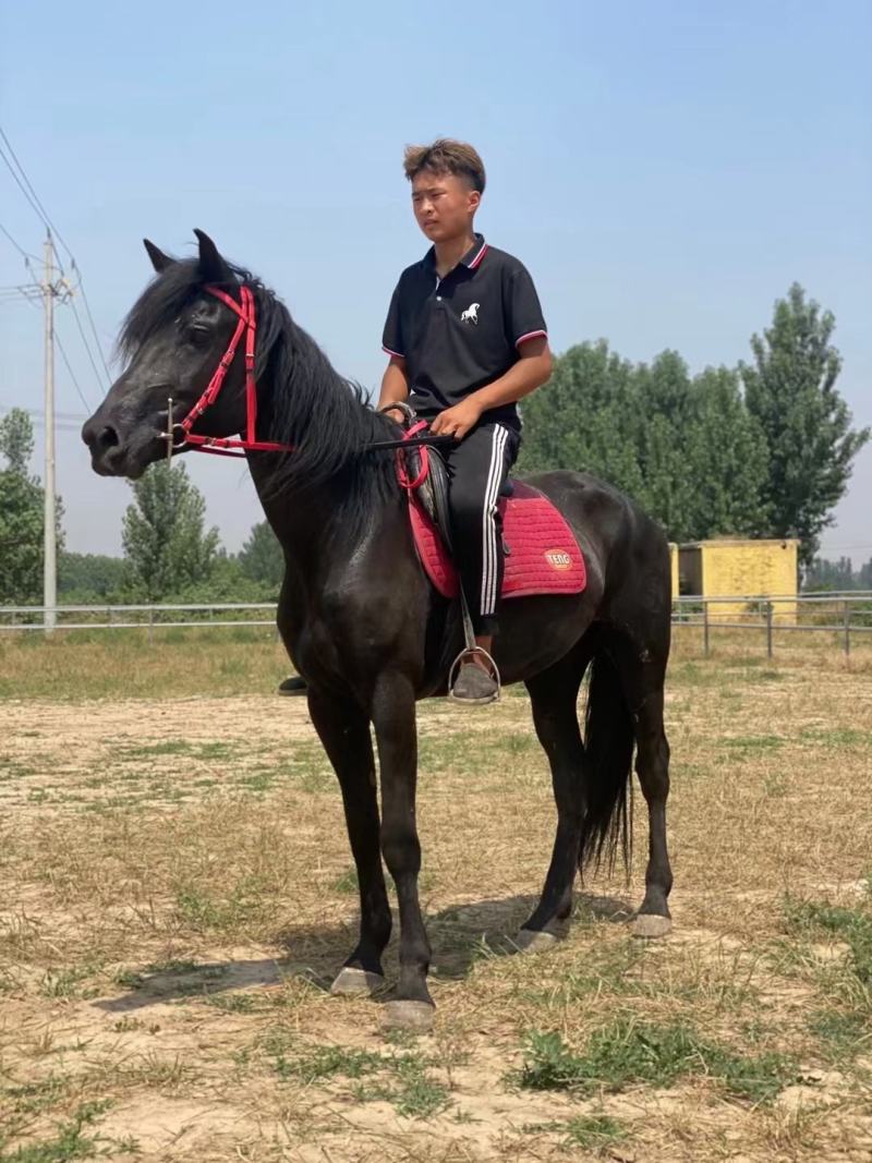 骑乘马出售儿童骑乘马景区骑乘马拉车马老实温顺的马驯好的马