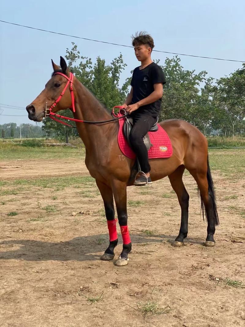 骑乘马出售儿童骑乘马景区骑乘马拉车马老实温顺的马驯好的马