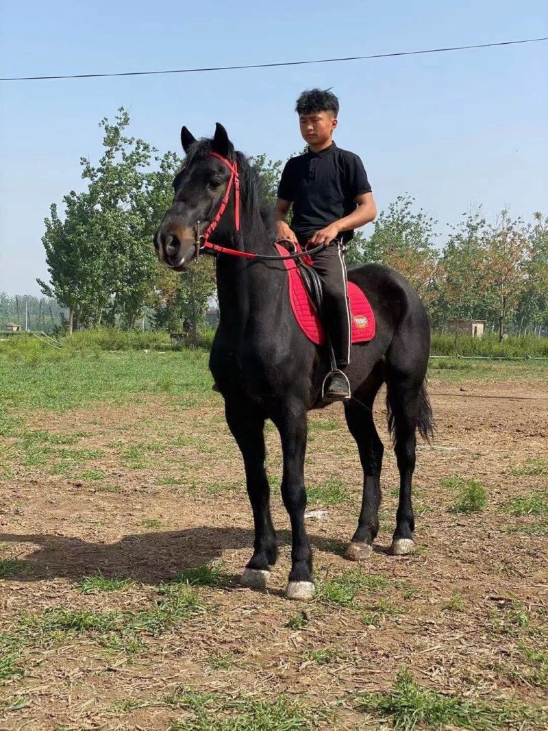 骑乘马出售儿童骑乘马景区骑乘马拉车马老实温顺的马驯好的马