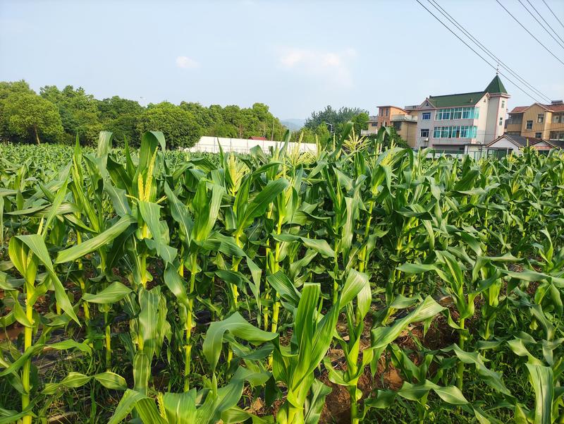 杭州本地水果玉米