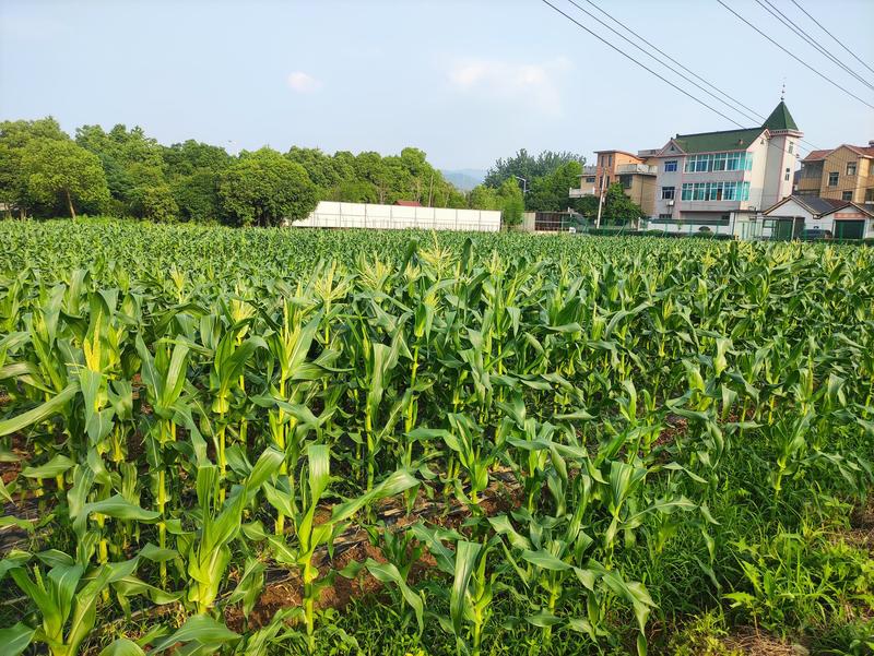 杭州本地水果玉米