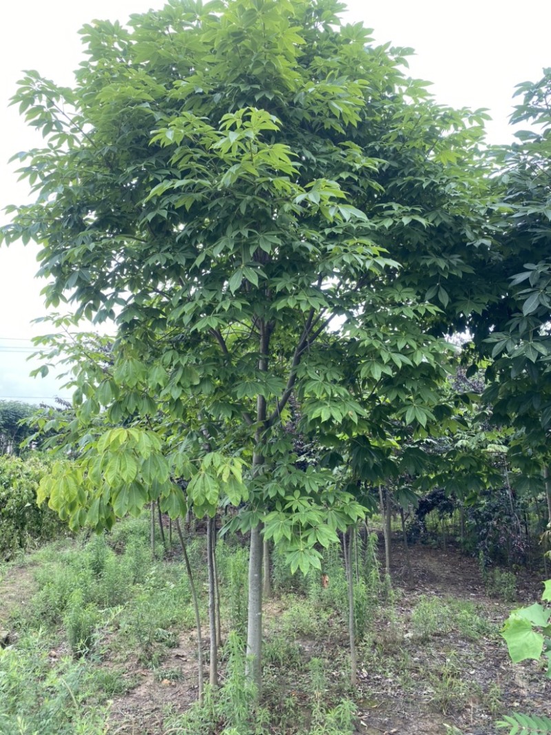 七叶树