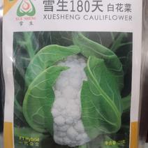 耐寒花菜种子花球雪白紧实耐寒力达零下2-5度