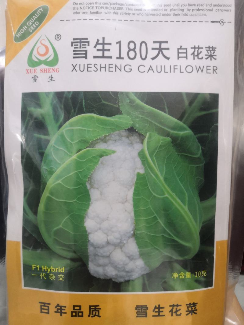 耐寒花菜种子花球雪白紧实耐寒力达零下2-5度