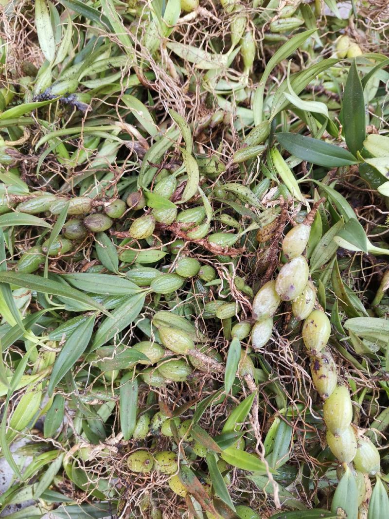 云南源产地新鲜石橄榄（双叶小果）中草药批发包邮
