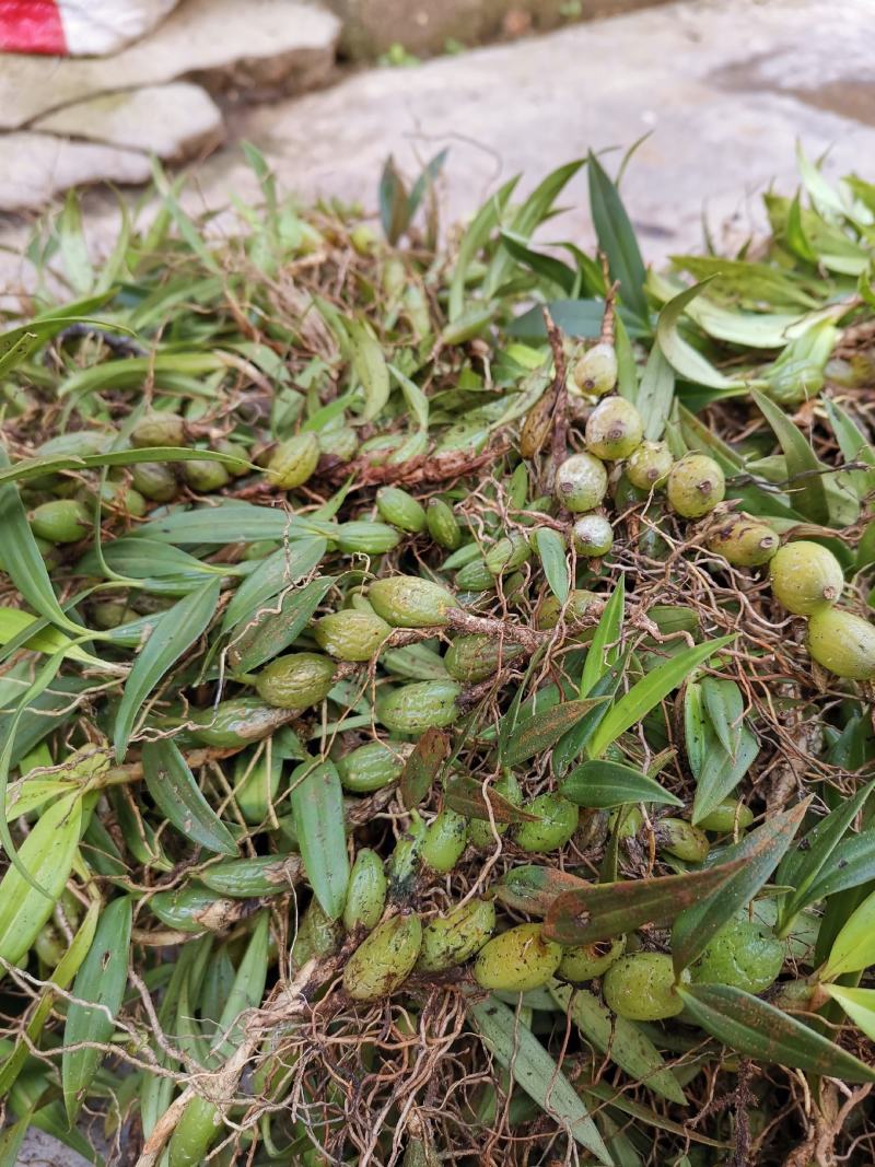 云南源产地新鲜石橄榄（双叶小果）中草药批发包邮