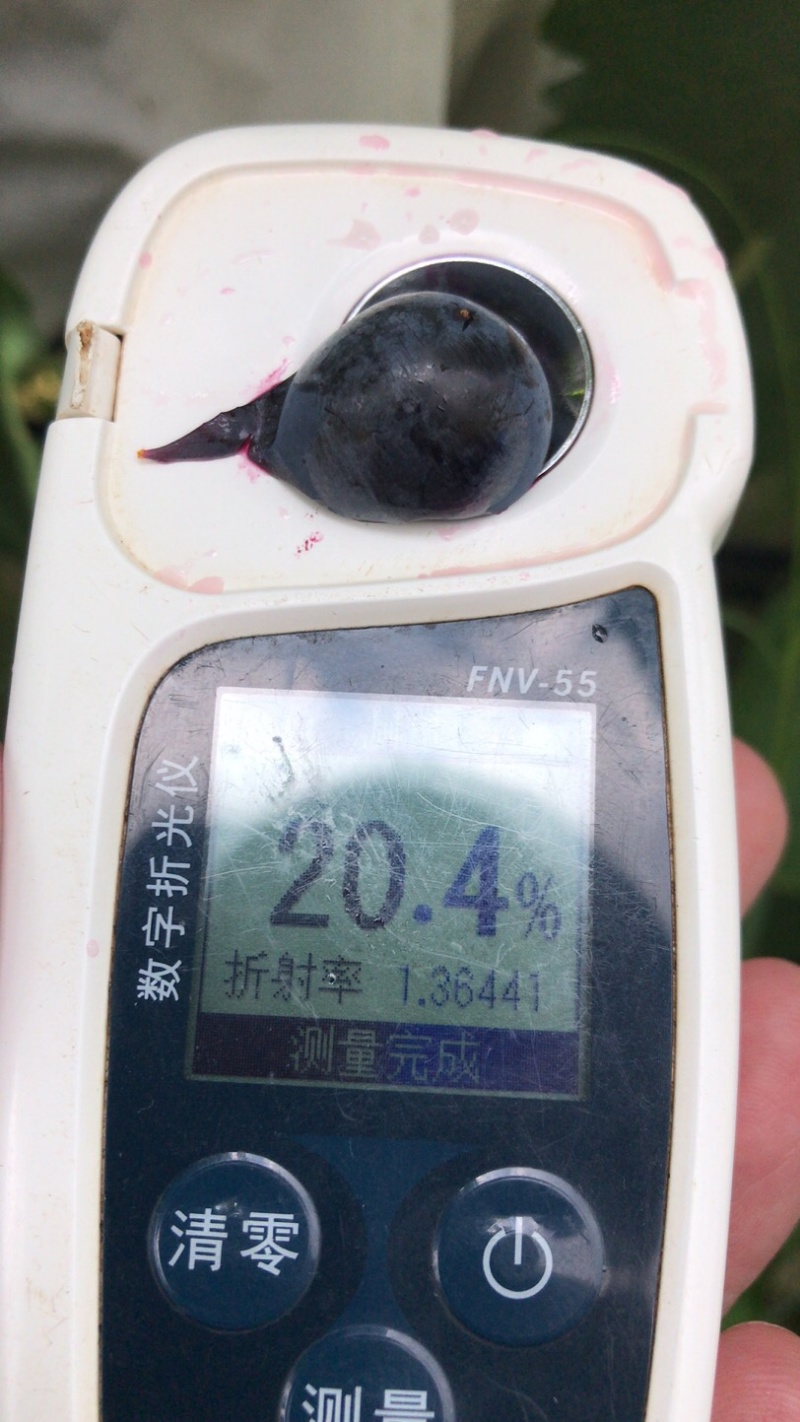 云南高原露天蓝莓葡萄，小康能已成熟，有量。