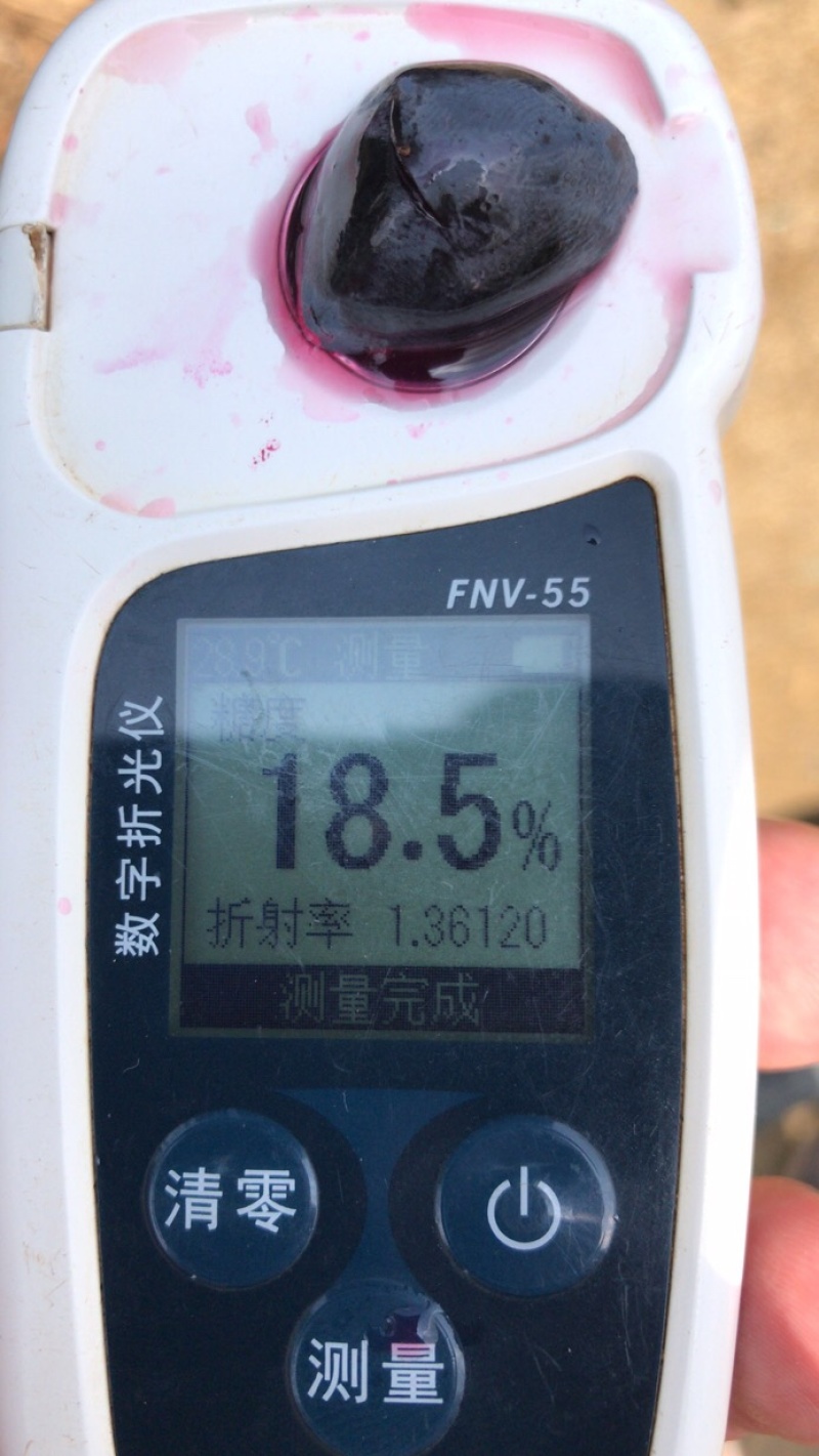 云南高原露天蓝莓葡萄，小康能已成熟，有量。