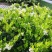 金森女贞树苗庭院花园大叶绿化小苗四季常青绿篱景观造型植物