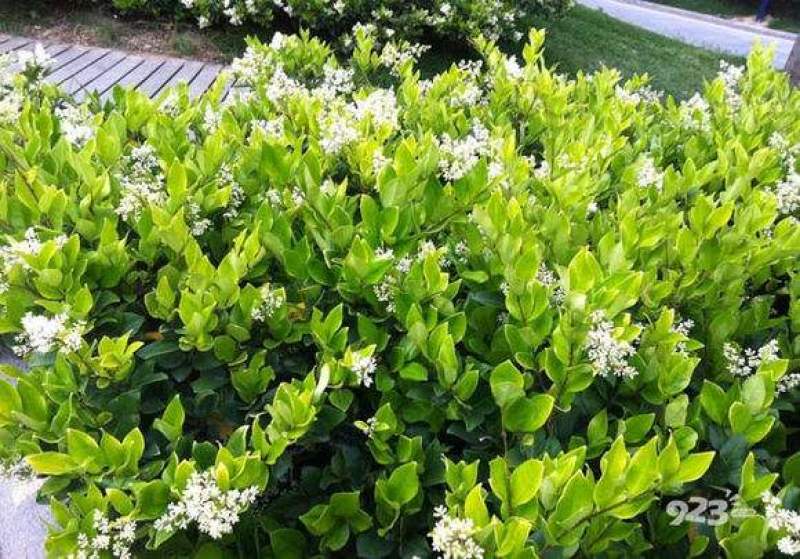 金森女贞树苗庭院花园大叶绿化小苗四季常青绿篱景观造型植物