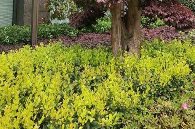 金森女贞树苗庭院花园大叶绿化小苗四季常青绿篱景观造型植物