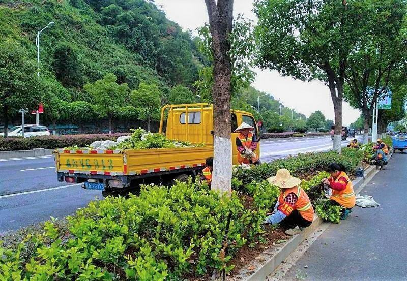 金森女贞树苗庭院花园大叶绿化小苗四季常青绿篱景观造型植物