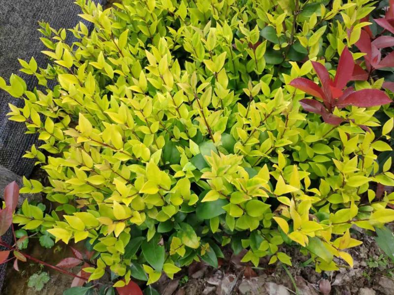 金森女贞树苗庭院花园大叶绿化小苗四季常青绿篱景观造型植物
