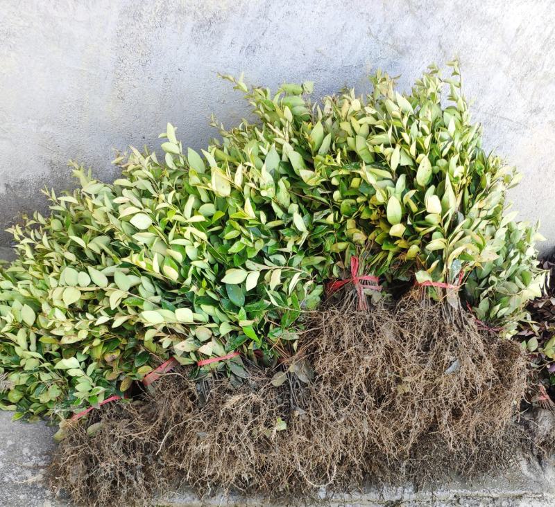 金森女贞树苗庭院花园大叶绿化小苗四季常青绿篱景观造型植物