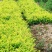金森女贞树苗庭院花园大叶绿化小苗四季常青绿篱景观造型植物