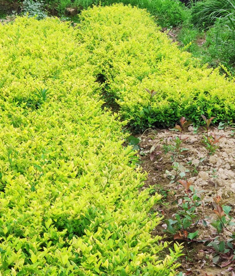 金森女贞树苗庭院花园大叶绿化小苗四季常青绿篱景观造型植物