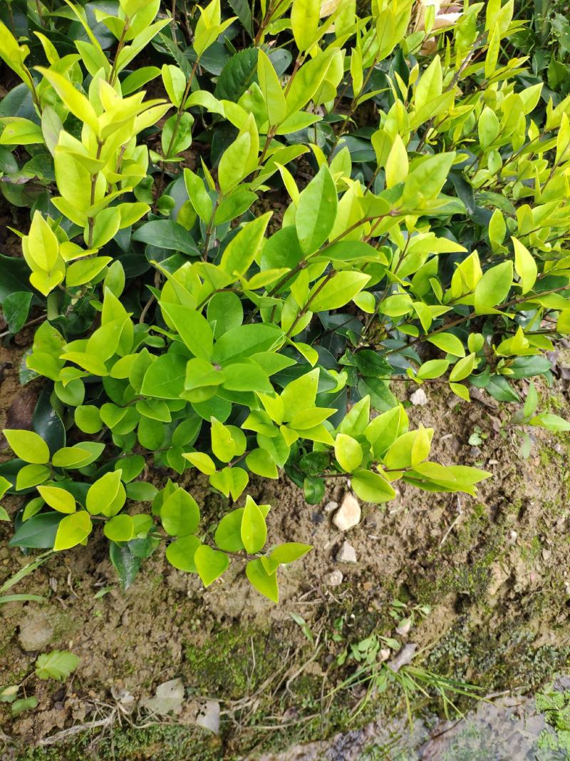 金森女贞树苗庭院花园大叶绿化小苗四季常青绿篱景观造型植物