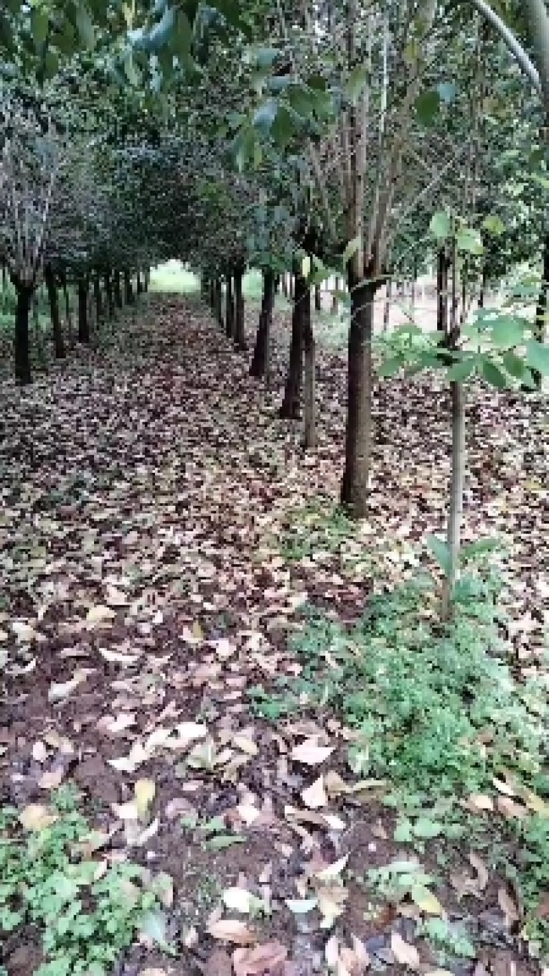 女贞10一15公分