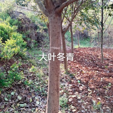 女贞10一15公分