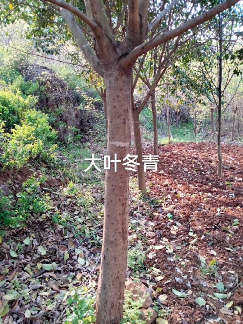 女贞10一15公分