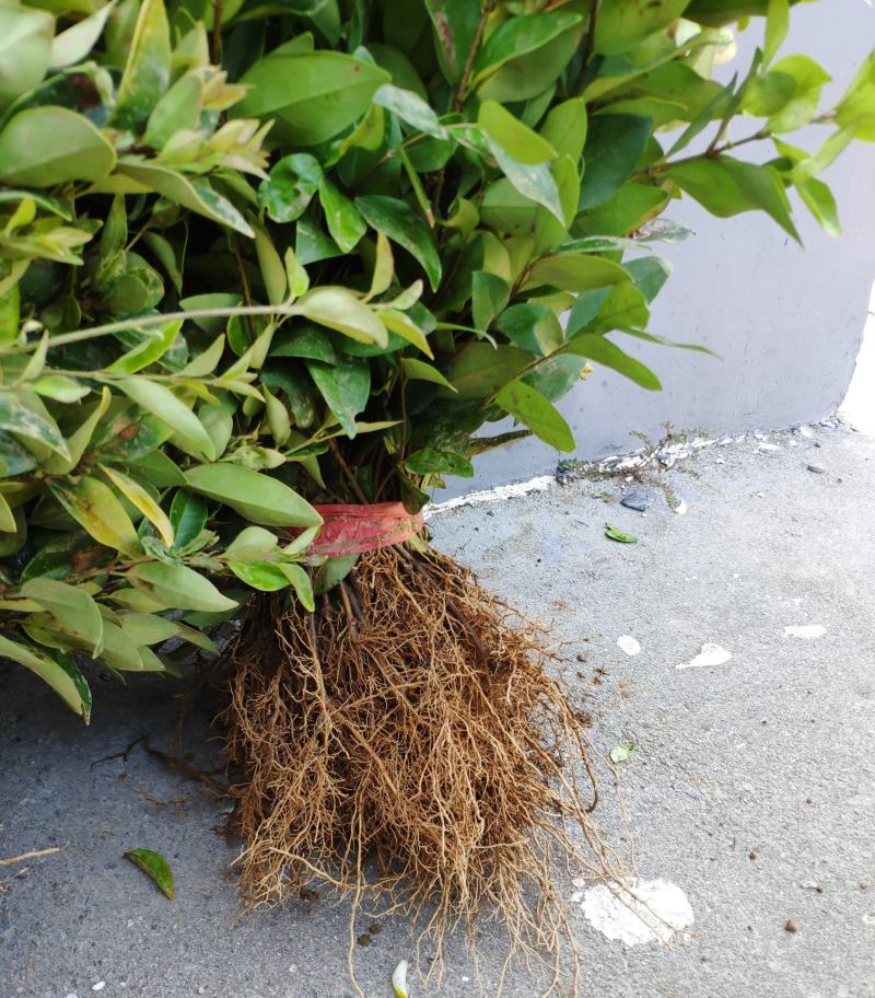 金森女贞树苗庭院花园大叶绿化小苗四季常青绿篱景观造型植物