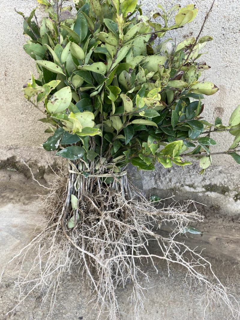 金森女贞树苗庭院花园大叶绿化小苗四季常青绿篱景观造型植物