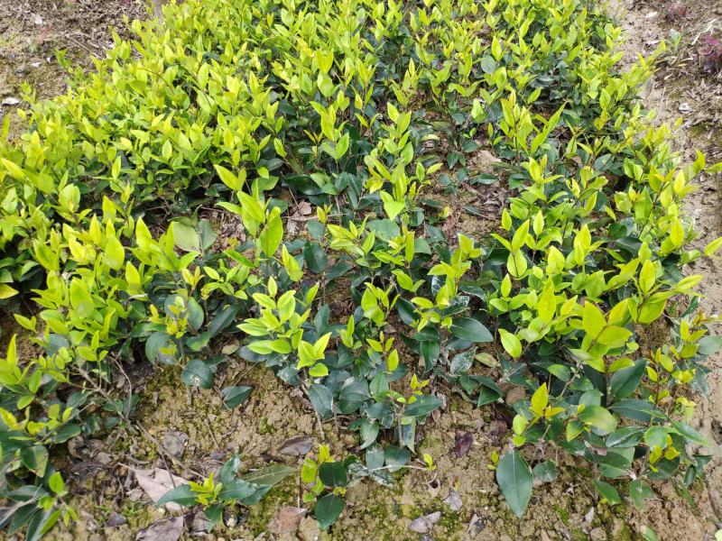 金森女贞树苗庭院花园大叶绿化小苗四季常青绿篱景观造型植物