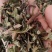 新货败酱草野生黄花败酱草颜色青绿全国发货