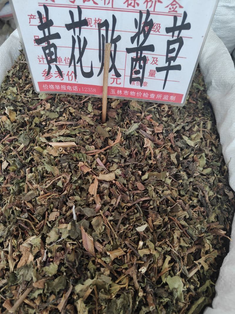 新货败酱草野生黄花败酱草颜色青绿全国发货