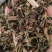 新货败酱草野生黄花败酱草颜色青绿全国发货