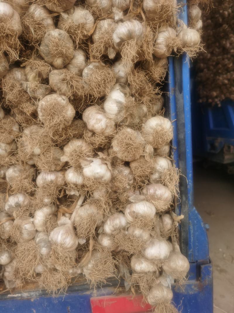 代购斑鸠店紫皮杂交蒜