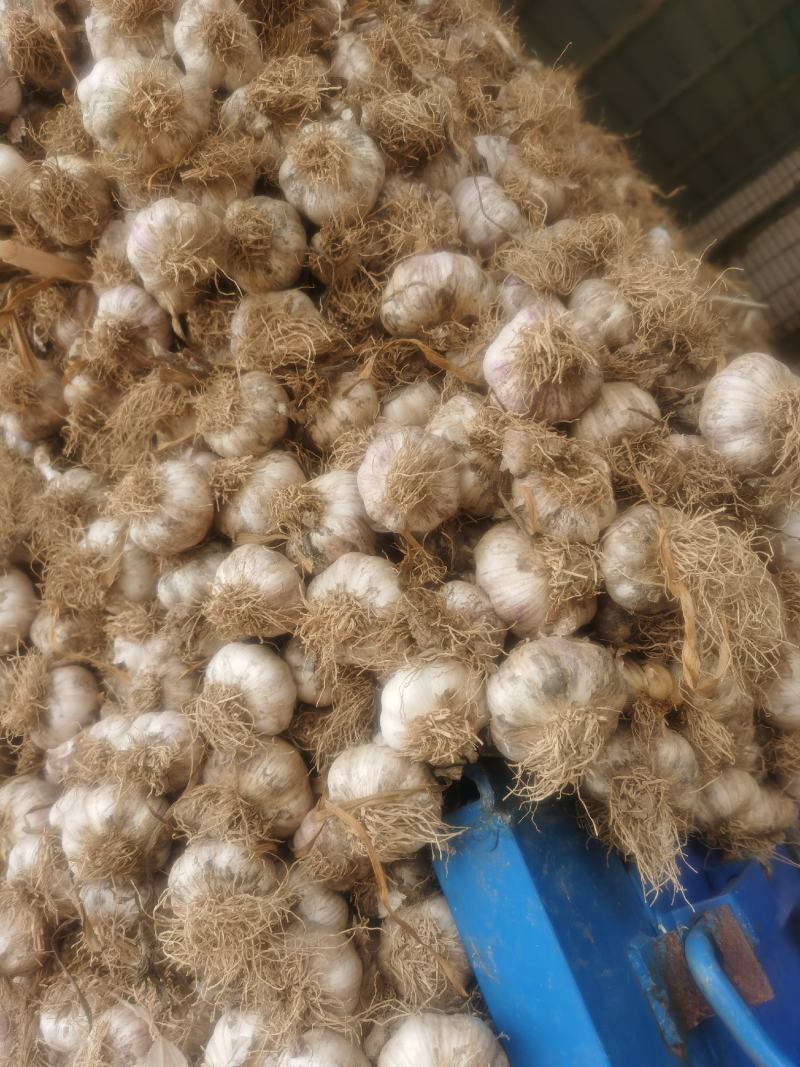 代购斑鸠店紫皮杂交蒜