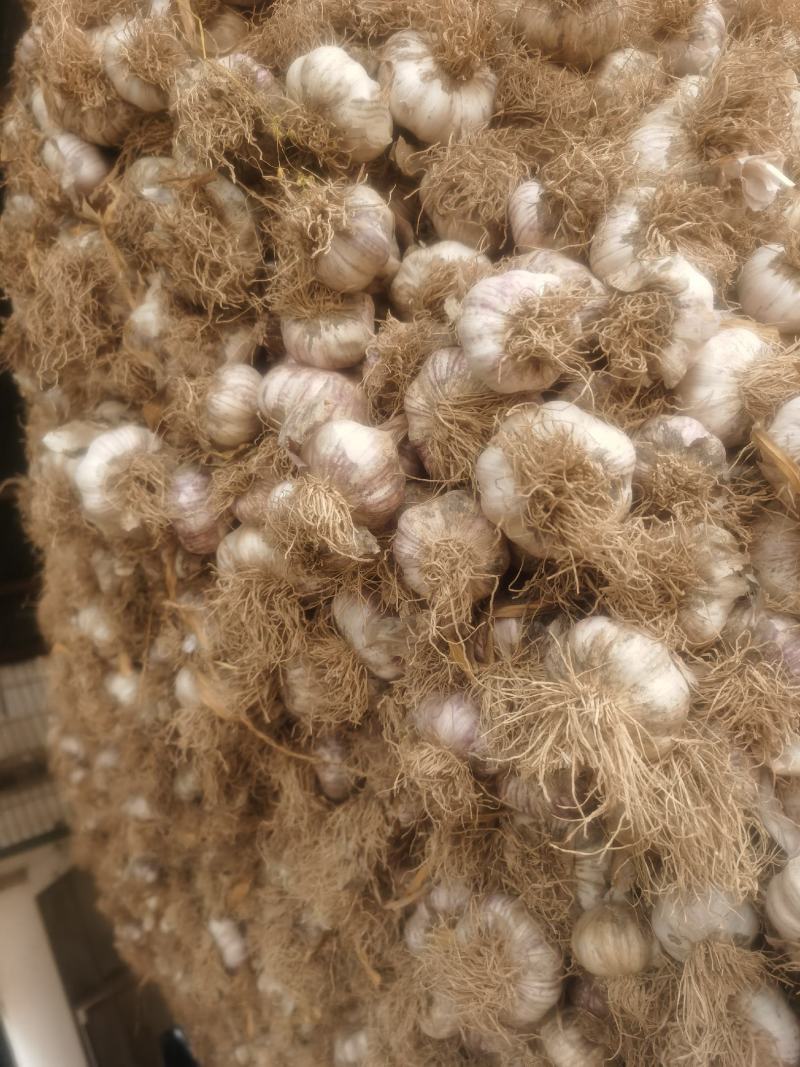 代购斑鸠店紫皮杂交蒜