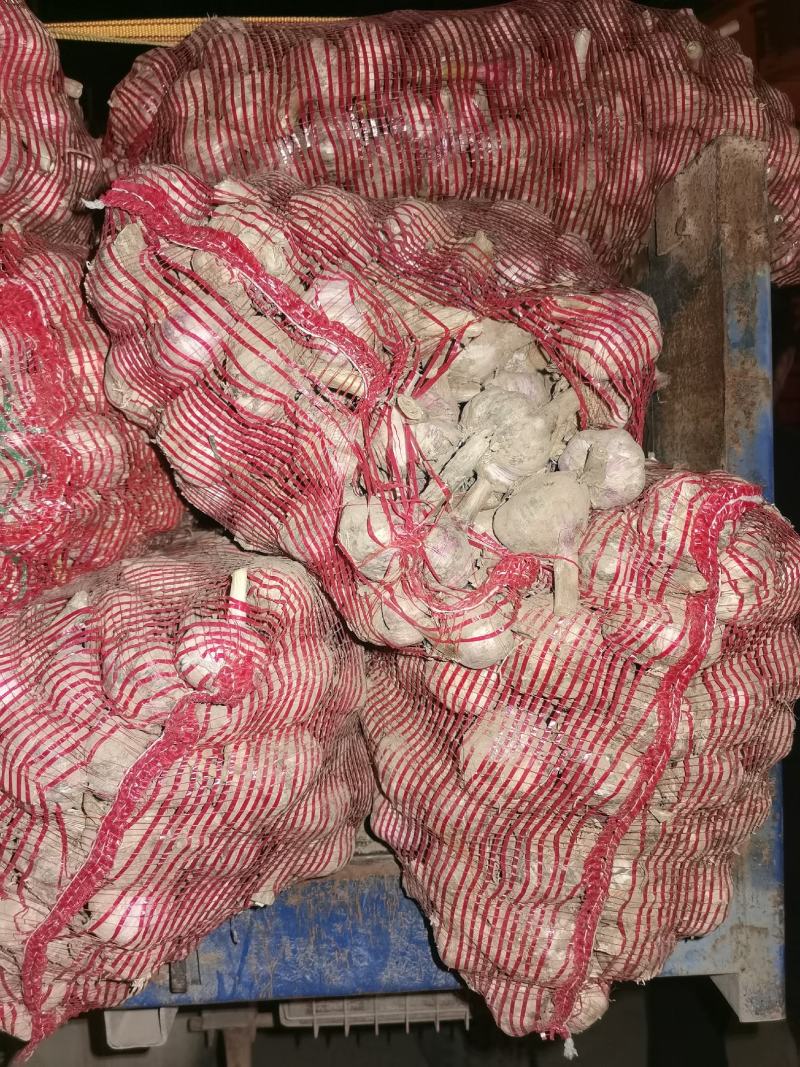 代购斑鸠店紫皮杂交蒜