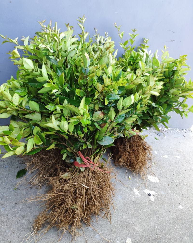 金森女贞树苗庭院花园大叶绿化小苗四季常青绿篱景观造型植物